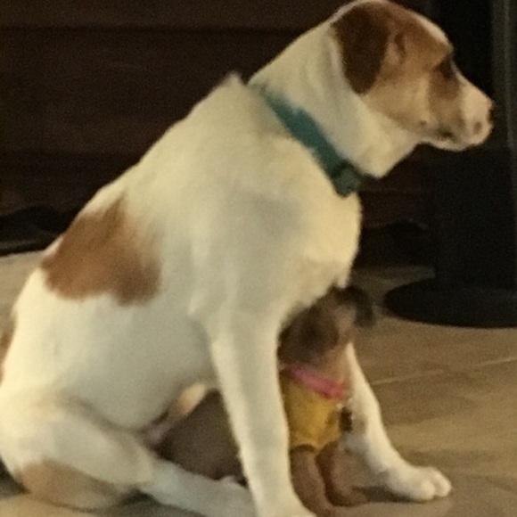 Please don't leave animals and hot cars - Picture 7 of 8